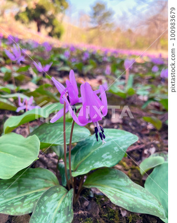 [Myoko City, Niigata Prefecture] Myoko Hidarekishinosato, a colony of erythronium erythronium in the Kannondaira burial mounds 100983679