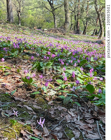 [Myoko City, Niigata Prefecture] Myoko Hidarekishinosato, a colony of erythronium erythronium in the Kannondaira burial mounds 100983681