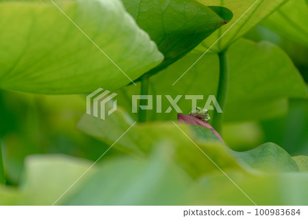 棲息在荷花上的待雨樹蛙 棲息在荷花上的待雨樹蛙 100983684