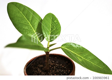 有水滴的觀葉植物 Ficus Artesima 100983961