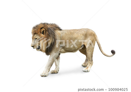 Side view of walking lion isolated on White Background. 100984025