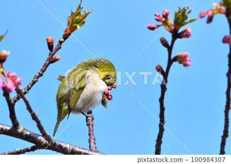 Mejiro and Kawazu cherry tree Mejiro and Kawazu cherry tree 100984307