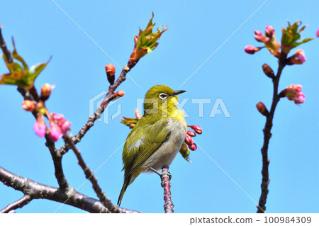 Mejiro and Kawazu cherry tree Mejiro and Kawazu cherry tree 100984309