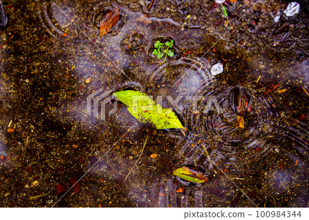 漂浮在水的下落的葉子 漂浮在水的下落的葉子 100984344