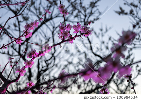 Plum blossom light up 100984534