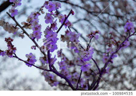 Plum blossom light up Plum blossom light up 100984535
