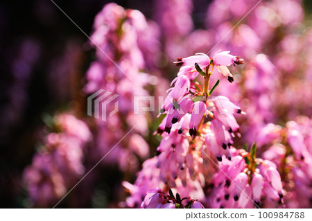 Blooming Erica shrub in Spring 100984788