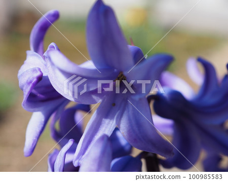 Hyacinth Hyacinth 100985583