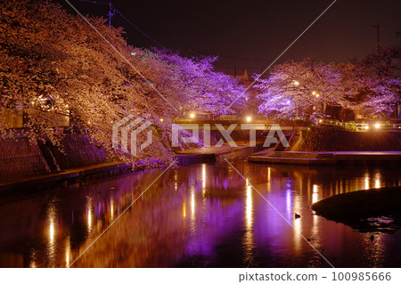 Illuminated bridge and cherry blossoms in full bloom 100985666
