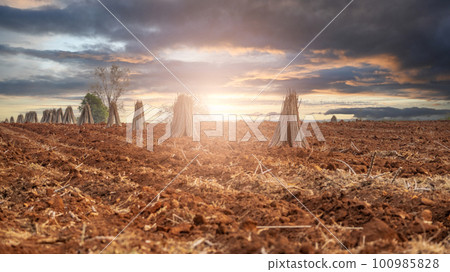 Landscape cassava farm. Manioc or tapioca plant field. Bundle of cassava trees in cassava farm. Plowed field for planting crops. Sustainable farming. Agriculture in developing countries. Staple food. 100985828