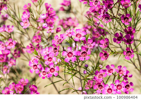 盛開的風蠟花 盛開的風蠟花 100986404