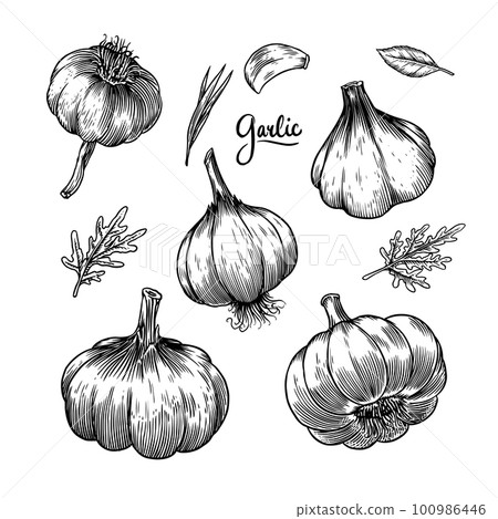 Garlic set in Vintage style. Engraved Vegetable. Hand drawn food. Vector illustration for farm 100986446