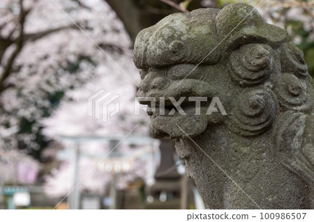 埼玉縣行田市三月前玉神社神社院內盛開的櫻花 埼玉縣行田市三月前玉神社神社院內盛開的櫻花 100986507