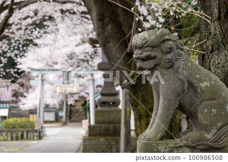 埼玉縣行田市三月前玉神社神社院內盛開的櫻花 埼玉縣行田市三月前玉神社神社院內盛開的櫻花 100986508