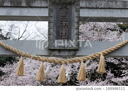埼玉縣行田市三月前玉神社神社院內盛開的櫻花 埼玉縣行田市三月前玉神社神社院內盛開的櫻花 100986511