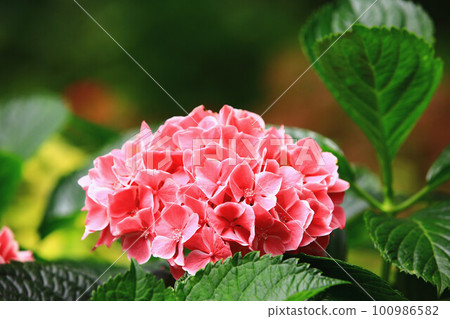 解放美麗的絲球花 解放美麗的絲球花 100986582