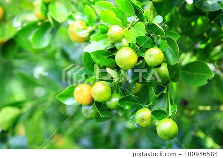 金橘，金橘，金橘，金橘，圓金橘，金橘，牛肉金橘，juseikan，羅复坎，圓金橘，圓金橘，四時金橘，公孫金橘，圓金橘 100986583