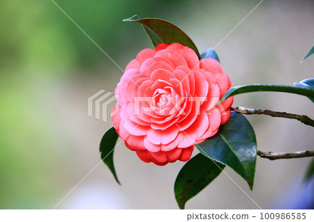 盛開的紅茶梅、海石榴、翡翠、耐冬花、冬櫟花 100986585
