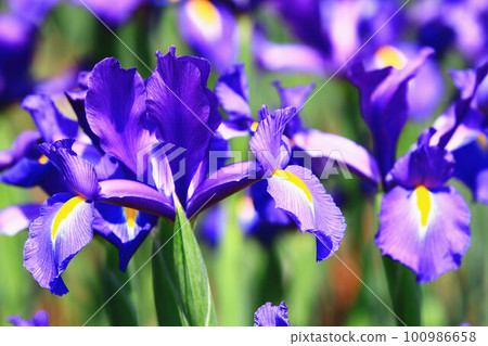 解放蘭花飛花 100986658