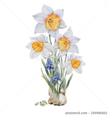 Narcissus, Spring Flowers, blossom, Hand drawn watercolor illustration, isolated on white background Hand painted botanical illustration for cards, invitations, print design 100986802
