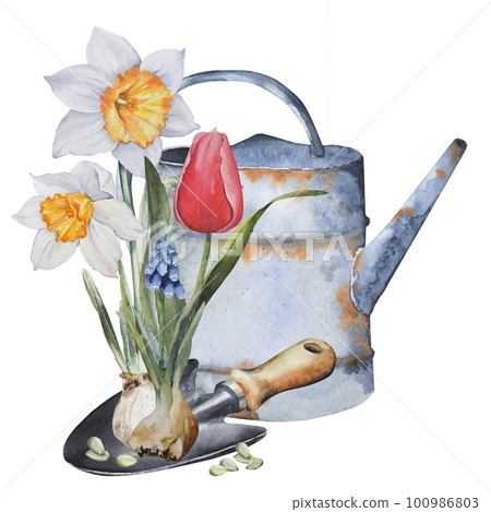 Home gardening set. Watering can, scoop, flower seeds, spring flowers-daffodils, tulips, muscari. hand in watercolor on a white background. For printing on paper, labels, packaging, fabric, postcards Home gardening set. Watering can, scoop, flower seeds, spring flowers-daffodils, tulips, muscari. hand in watercolor on a white background. For printing on paper, labels, packaging, fabric, postcards 100986803