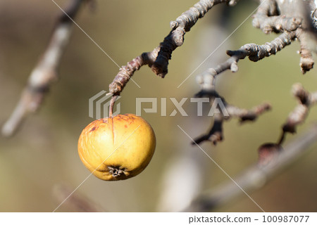 Apple hanging on branch. Overripe apple fruits on a branch in winter. Not harvested in time on the branches of trees in the garden 100987077