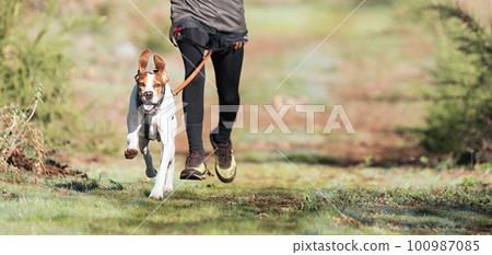 Dog and its owner taking part in a popular canicross race. Canicross dog mushing race. Spring outdoor sport activity Dog and its owner taking part in a popular canicross race. Canicross dog mushing race. Spring outdoor sport activity 100987085