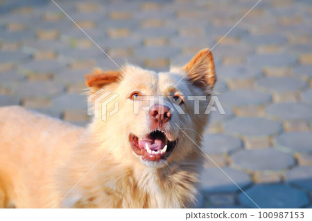 white dog or lie down dog ,sleepy dog or sunbathe dog white dog or lie down dog ,sleepy dog or sunbathe dog 100987153