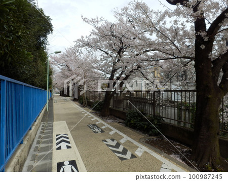 Row of cherry blossom trees along the river Row of cherry blossom trees along the river 100987245
