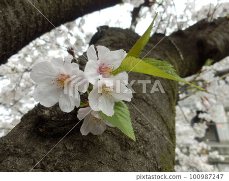 Cherry blossoms growing from the trunk Cherry blossoms growing from the trunk 100987247