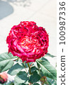 盛開的玫瑰花 100987336