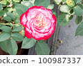 盛開的玫瑰花 100987337