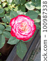 盛開的玫瑰花 100987338