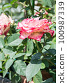 盛開的玫瑰花 100987339