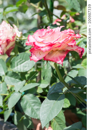 盛開的玫瑰花 100987339