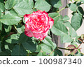 盛開的玫瑰花 100987340