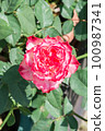 盛開的玫瑰花 100987341