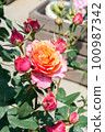 盛開的玫瑰花 100987342