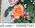 盛開的玫瑰花 100987343