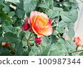 盛開的玫瑰花 100987344