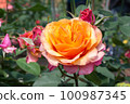 盛開的玫瑰花 100987345