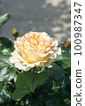 盛開的玫瑰花 100987347