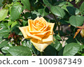 盛開的玫瑰花 100987349
