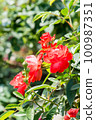 盛開的玫瑰花 100987351