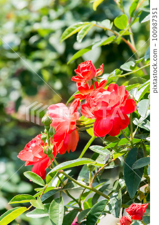 Blooming roses Blooming roses 100987351