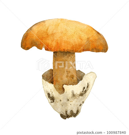 Hand drawn watercolor illustration of Caesar's mushroom amanita caesarea. Forest wood fungi fungus boletus, woodland autumn fall nature element, poisonous agarics, edible mushroom in beige brown 100987840