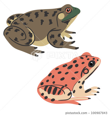 Hand drawn illustration of California red-legged frog Rana draytonii and american bullfrog. California and Missouri state symbols, nature wild forest swamp animal species, amphibian biology zoology Hand drawn illustration of California red-legged frog Rana draytonii and american bullfrog. California and Missouri state symbols, nature wild forest swamp animal species, amphibian biology zoology 100987843