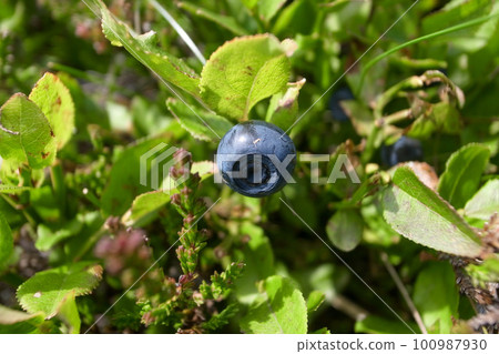 wild blueberry 100987930