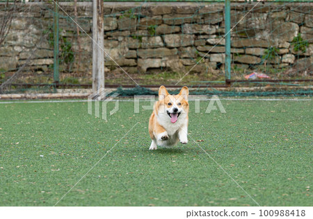 welsh corgi in motion during the game 100988418