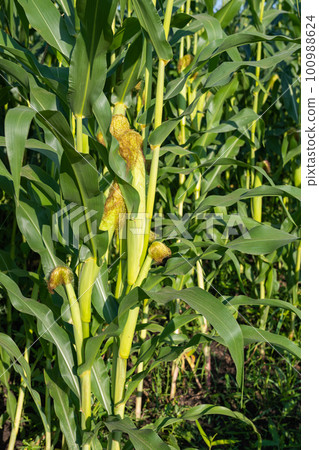 field with green corn on a sunny day field with green corn on a sunny day 100988624